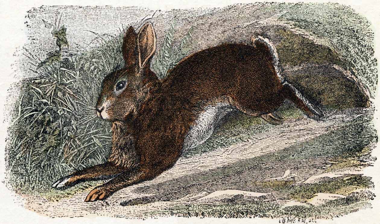 Garenne kani - ”Aakkoset kuvaa eläimiä” 1800-luku (kaiverrus) tekijältä Edouard Travies