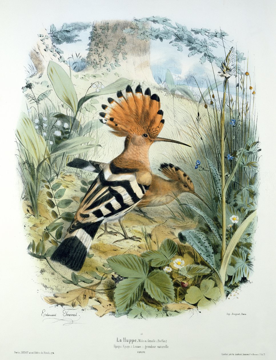 Hoopoe (Upupa Epops) tekijältä Edouard Travies