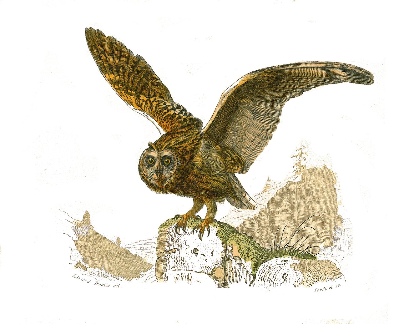 Natural History Board: Eläintieteelliset taulut, jotka kuvaavat petolintuja päiväsaikaan. Pöllö. Levy on piirretty luonnontieteilijä Georges Louis Leclercin, Buffonin kreivin (1707-1788) vuosien 1749 ja 1785 välisenä aikana kirjoittaman "" Buffonin teokset tekijältä Edouard Travies