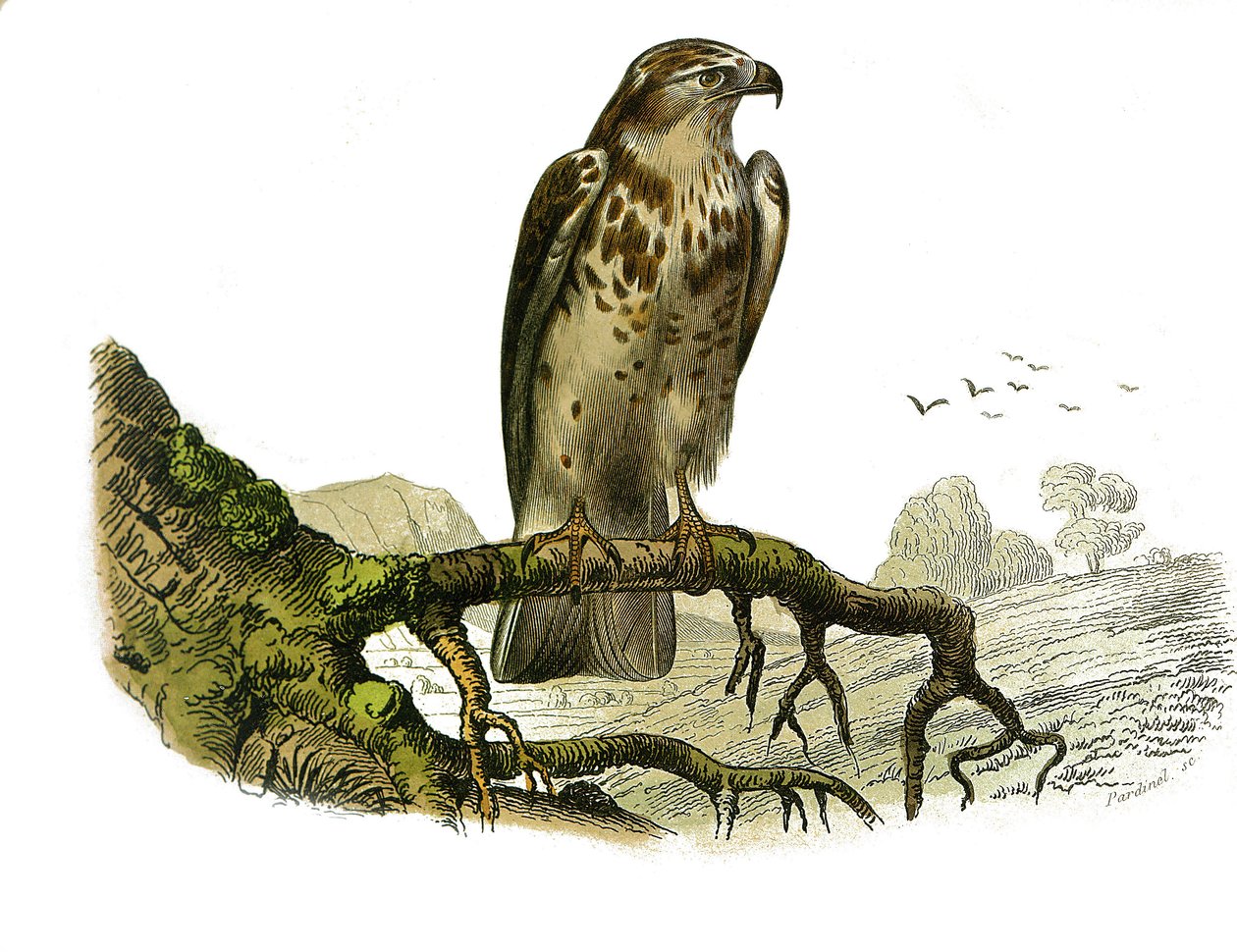 Natural History Board: Eläintietotaulu, joka edustaa petolintuja yöllä. Jean le Blanc (Jean-Le-Blanc). Lautanen on piirretty luonnontieteilijä Georges Louis Leclercin, Buffonin kreivin (1707-1788) yhdeksästä lintuja käsittelevästä osasta "" Buffonin teokse tekijältä Edouard Travies