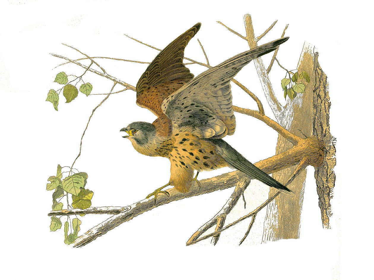 Natural History Board: Eläintietotaulu, joka edustaa petolintuja yöllä. krassi. Levy piirretty luonnontieteilijä Georges Louis Leclercin, Buffonin kreivin (1707-1788) yhdeksästä lintuja käsittelevästä osasta "" Buffonin teokset"" on kirjoittanut vuosina 17 tekijältä Edouard Travies
