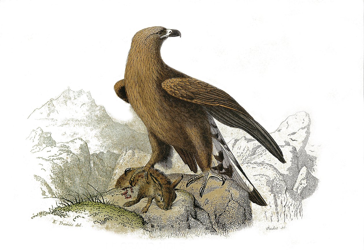 Natural History Board: Eläintietotaulu, joka edustaa petolintuja yöllä. Suuri kotka. Levy piirretty yhdeksästä lintuja käsittelevästä osasta teoksessa "Buffonin teokset"", jonka on kirjoittanut luonnontieteilijä Georges Louis Leclerc, Buffonin kreivi (1707 tekijältä Edouard Travies