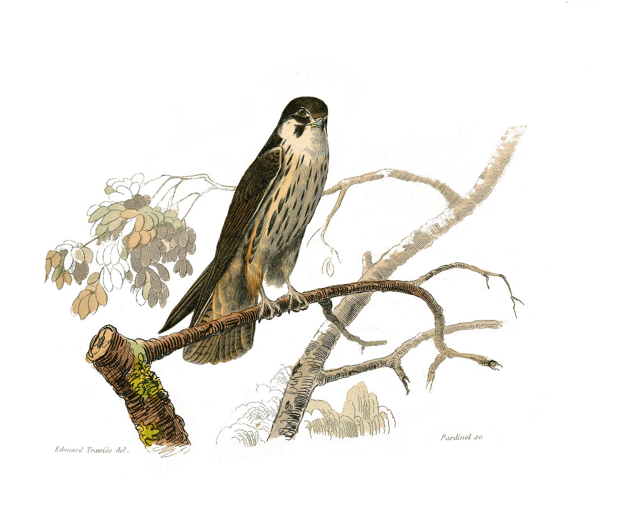 Natural History Board: Eläintietotaulu, joka edustaa petolintuja yöllä. Hobereau. Lautanen on piirretty yhdeksästä lintuja käsittelevästä osasta "" Buffonin teokset"" on kirjoittanut luonnontieteilijä Georges Louis Leclerc, Buffonin kreivi tekijältä Edouard Travies