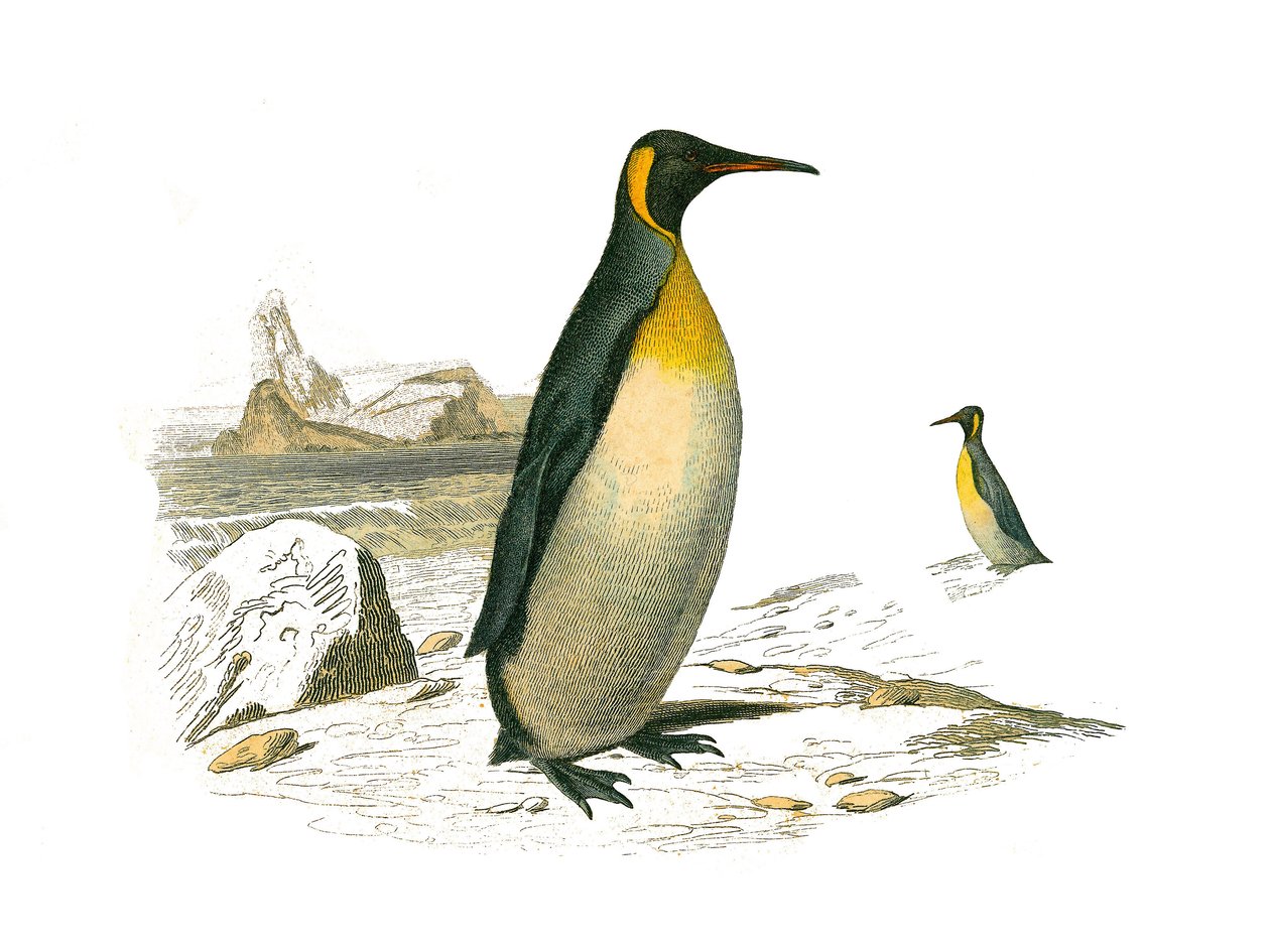 Natural History Board: Zoologinen taulu, joka edustaa brachyptere-palmuja (sukelluslintuja). Suuri. Levy piirretty luonnontieteilijä Georges Louis Leclercin, Buffonin kreivin (1707-1788) yhdeksästä lintuja käsittelevästä osasta "" Buffonin teokset"" tekijältä Edouard Travies