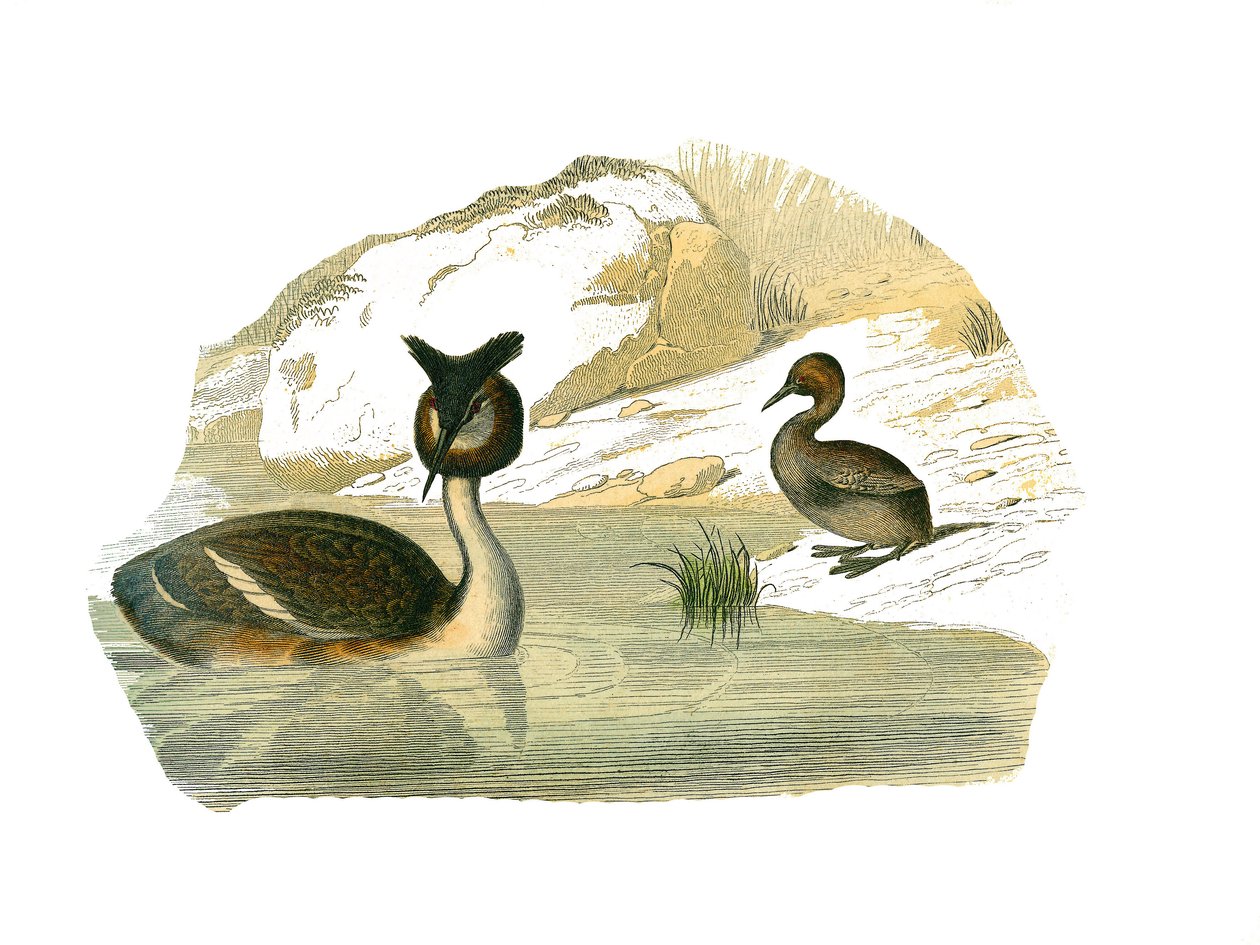 Natural History Board: Zoologinen taulu, joka edustaa brachyptere-palmuja tekijältä Edouard Travies