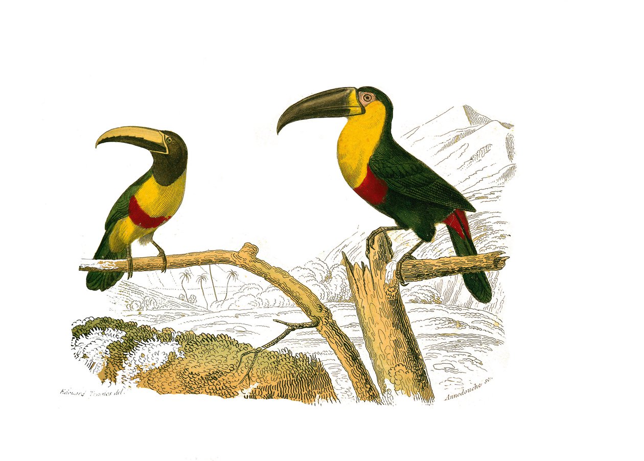 Natural History Board: Kiipeilijöitä edustava eläintieteellinen lautakunta. Grigri aracari ja keltakurkkutukaani. Lauta on piirretty yhdeksästä lintuja käsittelevästä osasta "" Buffonin teokset""", jonka on kirjoittanut luonnontieteilijä Georges Louis Lecl tekijältä Edouard Travies