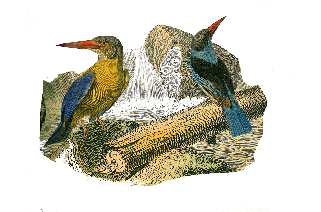 Natural History Board: Zoologinen taulu, joka edustaa syndactyl passeriineja (joissa on kaksi tai useampi soodasormi yhdessä). Isonokka- ja harmaapäinen kuningaskala. Lautanen on piirretty luonnontieteilijän kirjoittaman "" Buffonin teokset täydellisenä" - tekijältä Edouard Travies