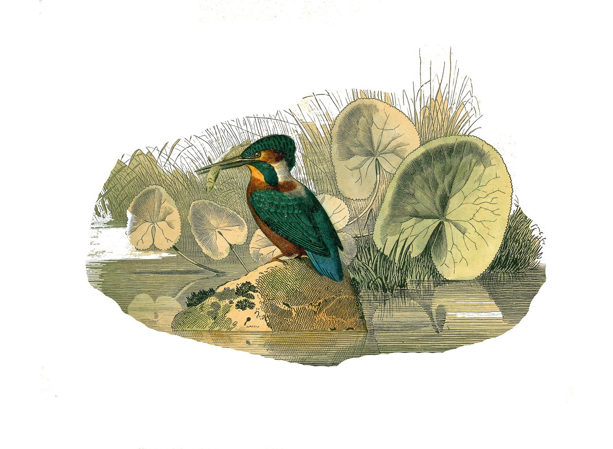 Natural History Board: Zoologinen taulu, joka edustaa syndactyl passeriineja (joissa on kaksi tai useampi soodasormi yhdessä). Kingfisher. Lauta, joka on piirretty luonnontieteilijä Georges Louis Leclercin kirjoittaman "" Buffonin teosten valmiiden teosten tekijältä Edouard Travies