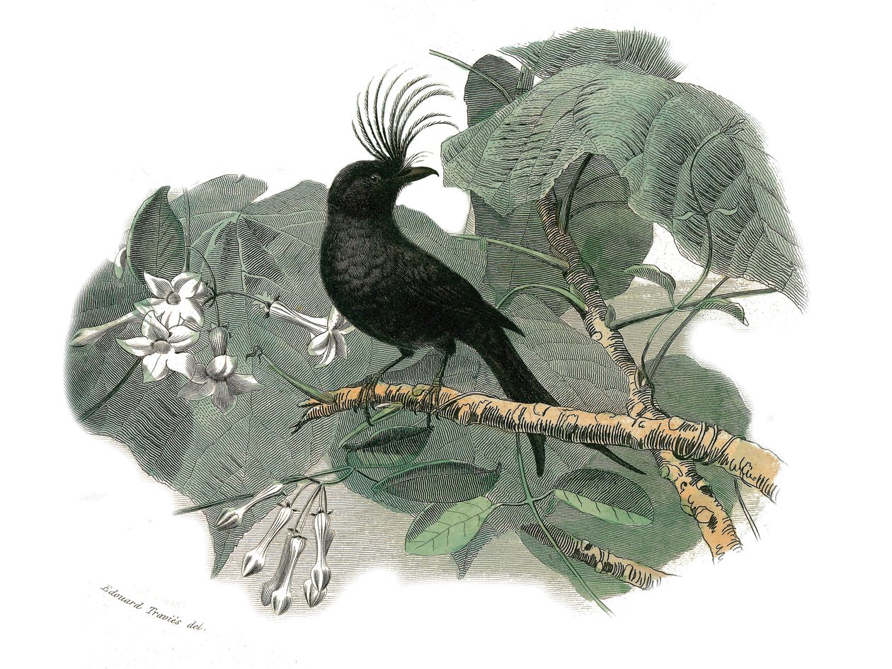 Luonnonhistoriallinen lautanen: Eläintaulu, joka edustaa hampaisia sipuleita (ja echancre). Drongo. Lautanen on piirretty luonnontieteilijä Georges Louis Leclercin, Buffonin kreivin (1707-1788) yhdeksästä lintuja käsittelevästä osasta "" Buffonin teokset"" tekijältä Edouard Travies