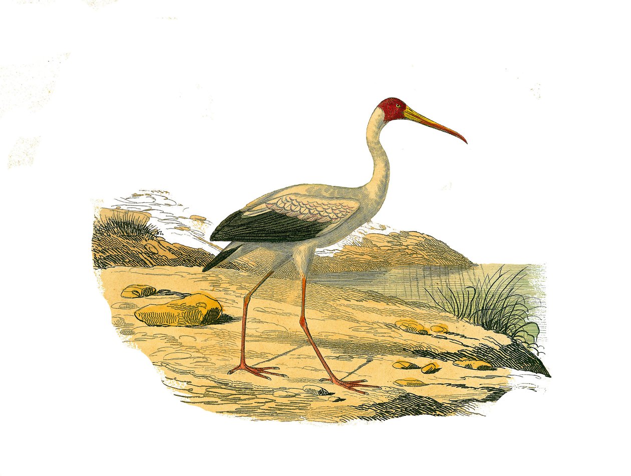 Natural History Plate: Eläintieteelliset taulut, jotka edustavat pitkäkarvaisia koteloita (pitkillä ja laihoilla setelillä): White Ibis. Lautanen on piirretty luonnontieteilijä Georges Louis Leclercin kreivin "" Buffonin teokset täydellisinä"" yhdeksästä l tekijältä Edouard Travies