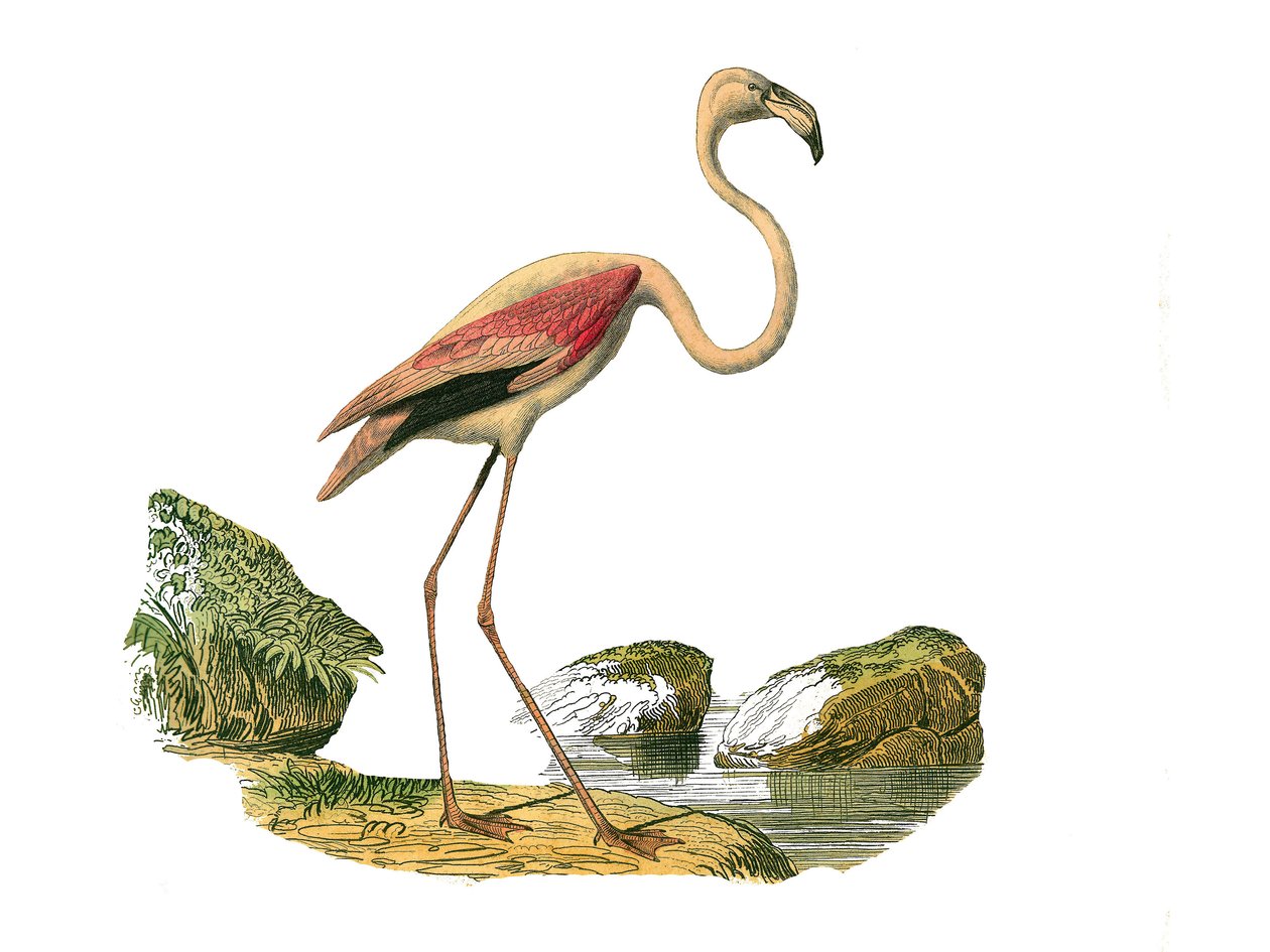 Luonnonhistoriallinen lautanen: Eläintaulu, joka edustaa pitkäkarjaisia kahlaajia (pitkä ja laiha nokka): vaaleanpunainen flamingo. Lautanen on piirretty luonnontieteilijä Georges Louis Leclercin kreivin "" Buffonin teokset täydellisinä"" yhdeksästä lintuj tekijältä Edouard Travies