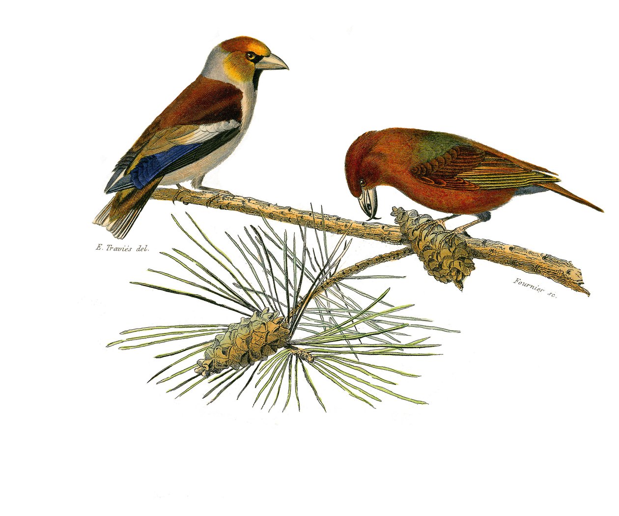 Luonnonhistoriallinen taulu: eläintieteellinen taulu, joka edustaa sipuleita (kartiomainen nokka). Big bill (Grosbeak) ja Cross bill (Crossbill). Lauta, joka on piirretty luonnontieteilijä Georges Louis Len kirjoittaman "" Buffonin teokset" -tekstin yhdeks tekijältä Edouard Travies