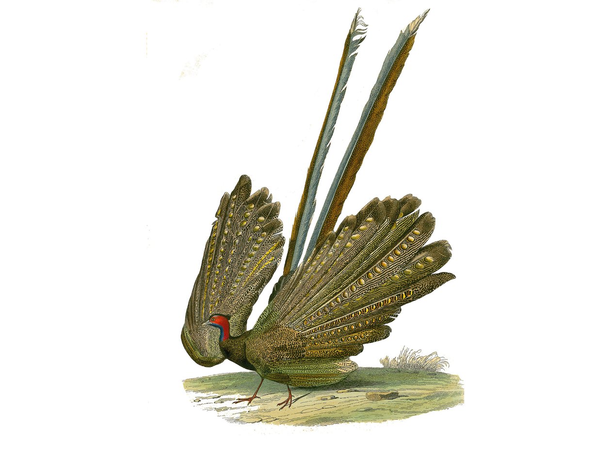 Luonnonhistoriallinen taulu: Eläintutkimustaulu, joka edustaa gallinassia: argus. Levy piirretty luonnontieteilijä Georges Louis Leclercin, Buffonin kreivin (1707-1788) vuosina 1749-1785 kirjoittaman "" Buffonin teokset"" yhdeksän lintuja käsittelevästä os tekijältä Edouard Travies