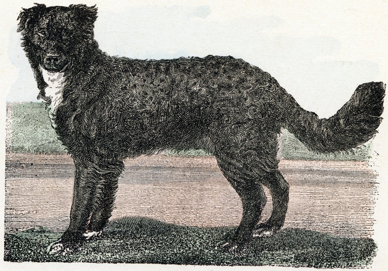 Newfoundland, Newfoundland - ”Aakkoset kuvaa eläimiä” 1800-luku (kaiverrus) tekijältä Edouard Travies