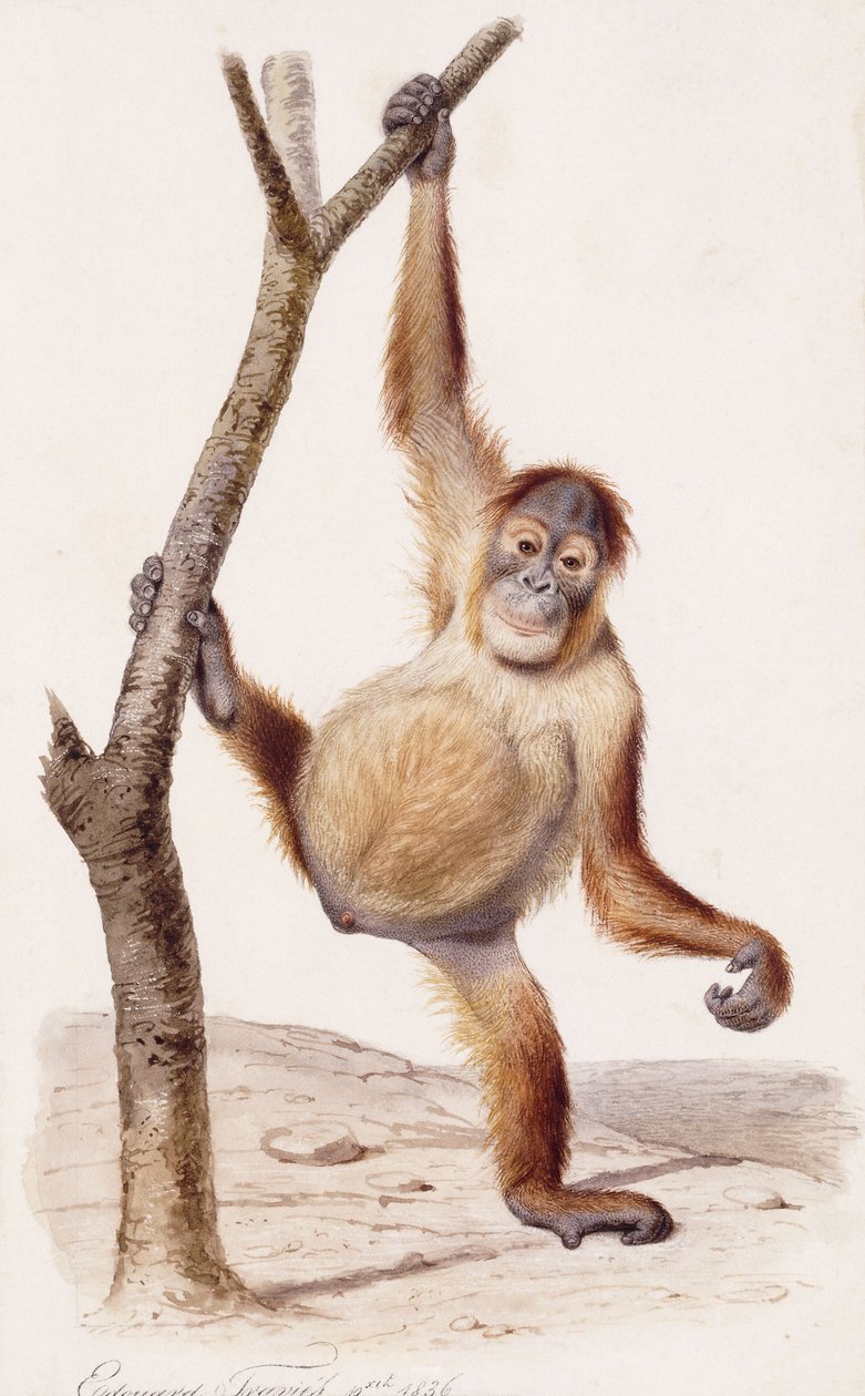 Orangutan, 1836 tekijältä Edouard Travies