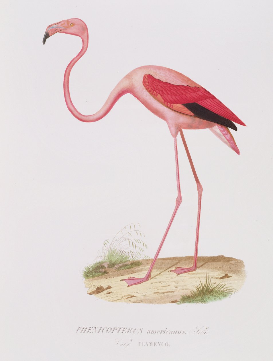 Phenicopterus americanus (Flamenco) (sic) kaiverrus Fournier, pub. kirjoittanut Bougeard tekijältä Edouard Travies