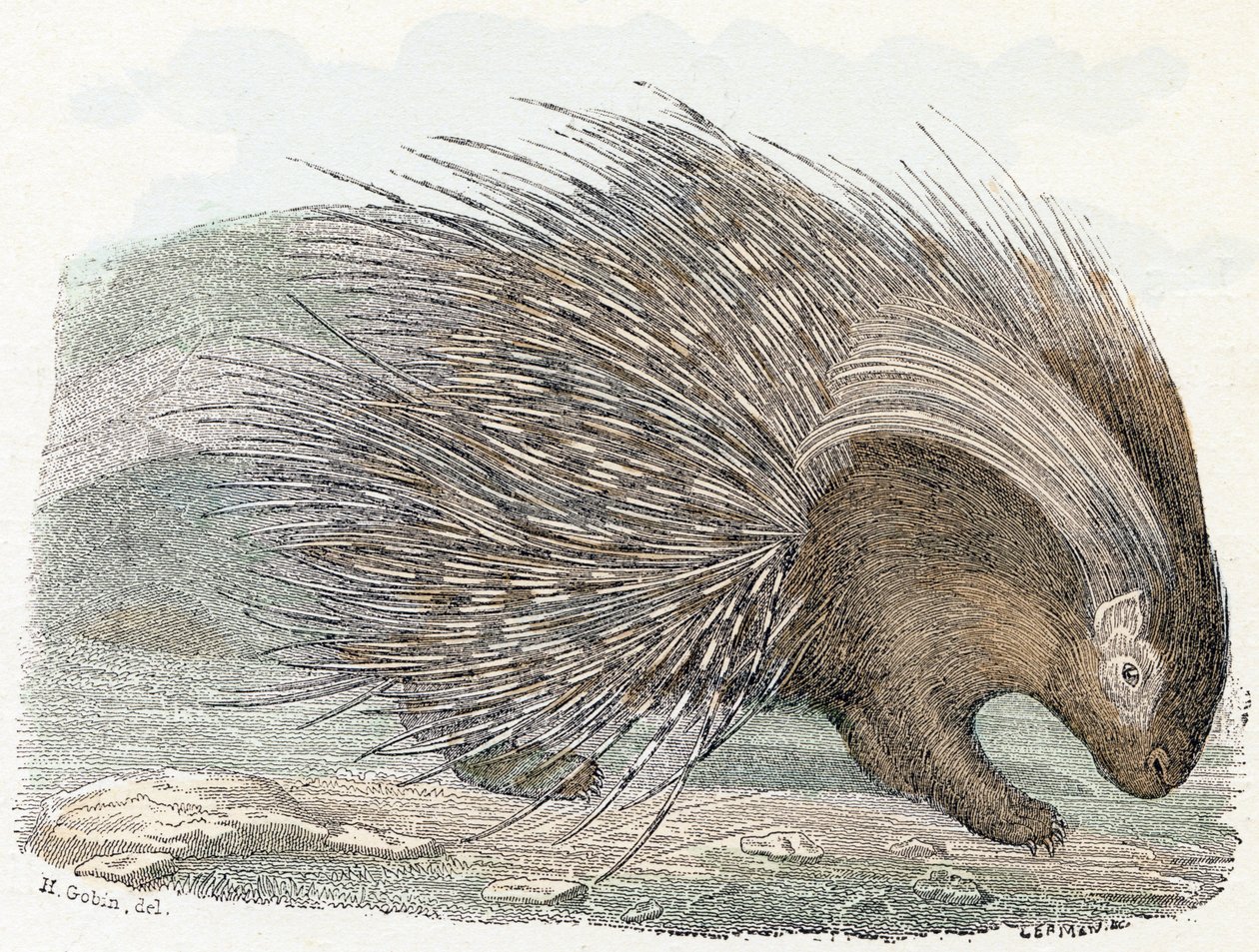 Sianlihaeepos (porc-epic) - ”Aakkoset kuvaa eläimiä” 1800-luku (kaiverrus) tekijältä Edouard Travies