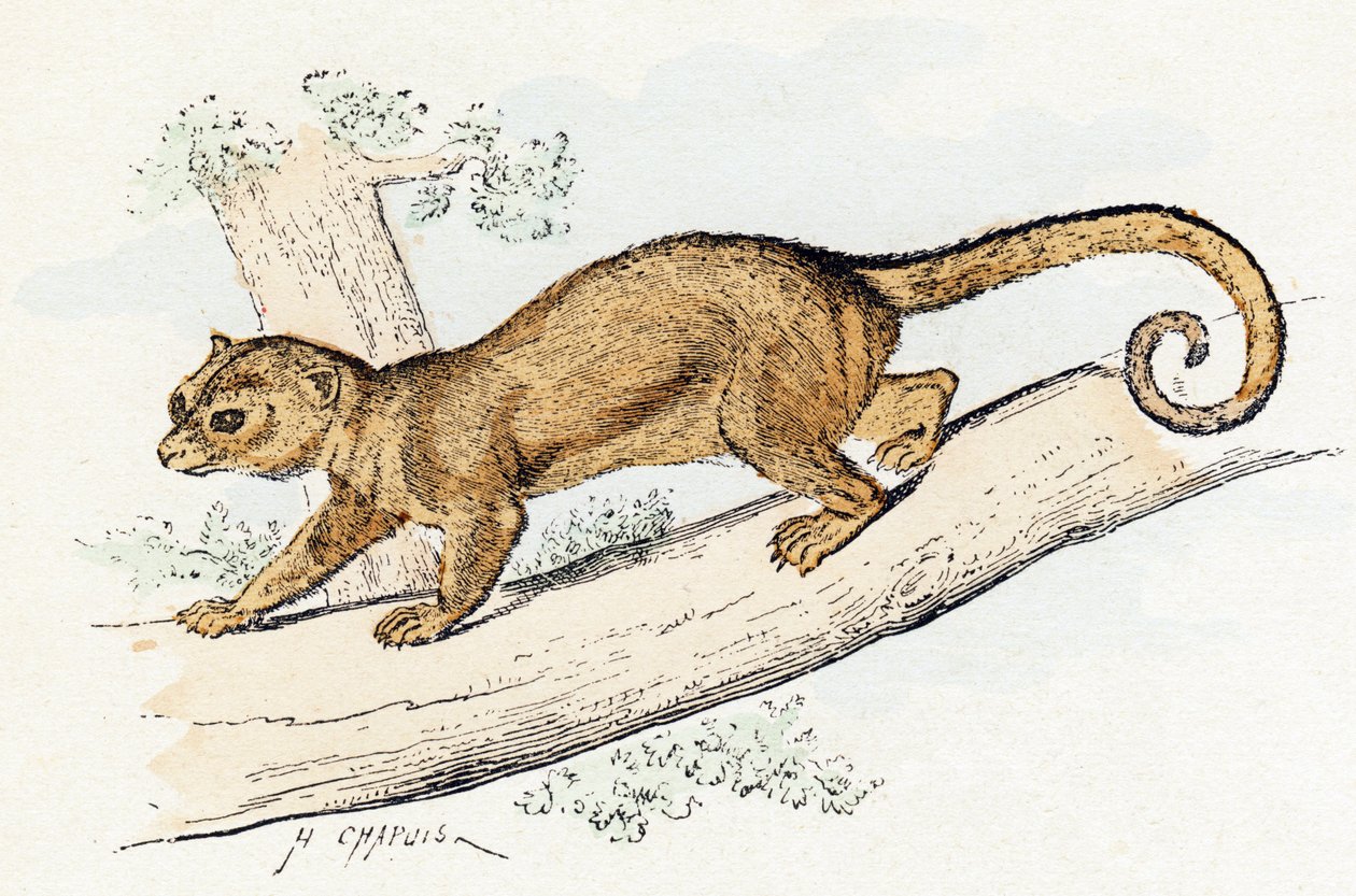 Quincajou (tai Wolverine tai Kinkajou) (potos) - "Aakkoset kuvaavat eläimiä" 1800-luku (kaiverrus) tekijältä Edouard Travies