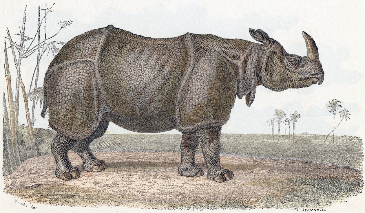 Sarvikuono - ”Aakkoset kuvaavat eläimiä” 1800-luku (kaiverrus) tekijältä Edouard Travies