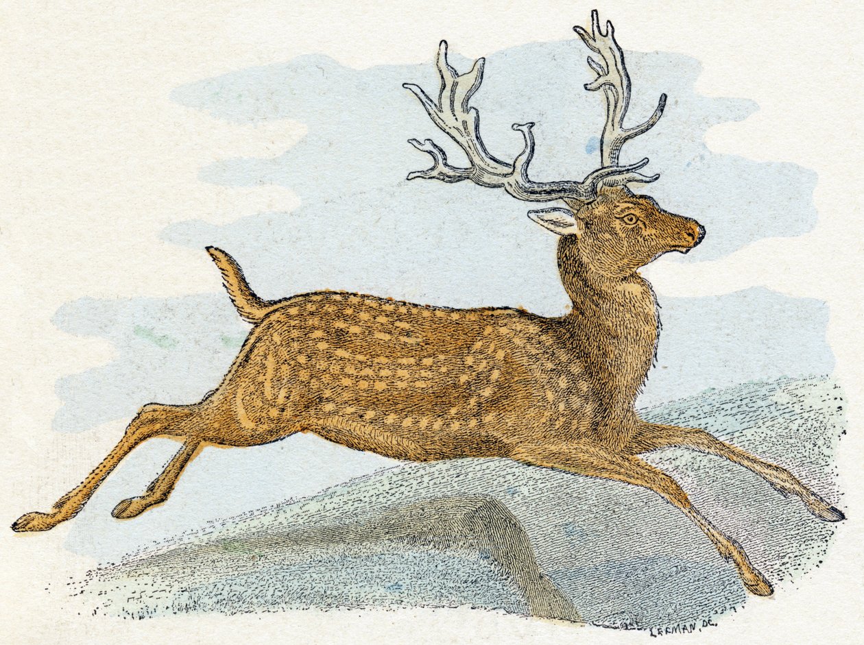 Mokka- ”Aakkoset kuvaa eläimiä” 1800-luku (kaiverrus) tekijältä Edouard Travies