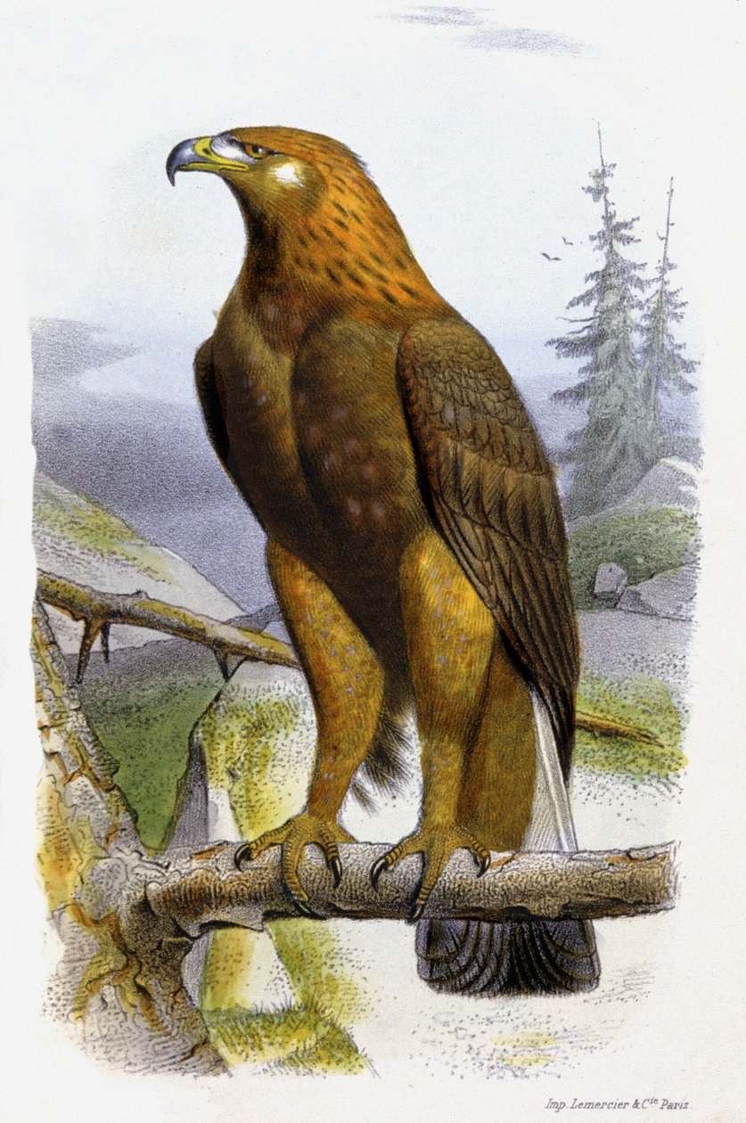 Kultainen kotka, noin 1850 (litografia). tekijältä Edouard Travies