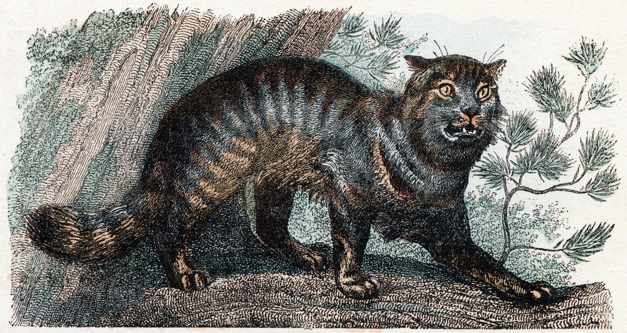 Villikissa- ”Aakkoset kuvaa eläimiä” 1800-luku (kaiverrus) tekijältä Edouard Travies