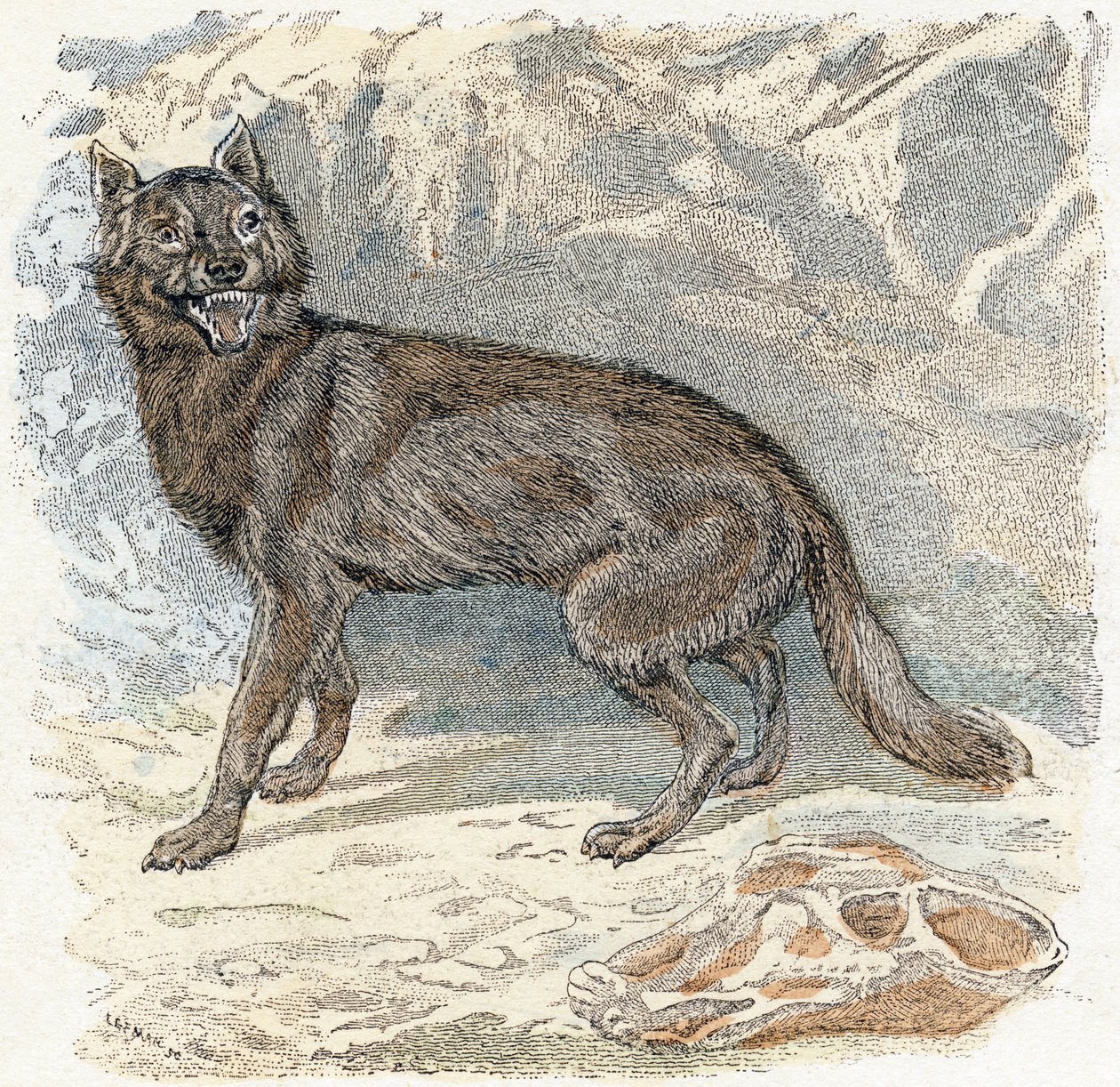 Susi- ”Aakkoset kuvaavat eläimiä” 1800-luku (kaiverrus) tekijältä Edouard Travies