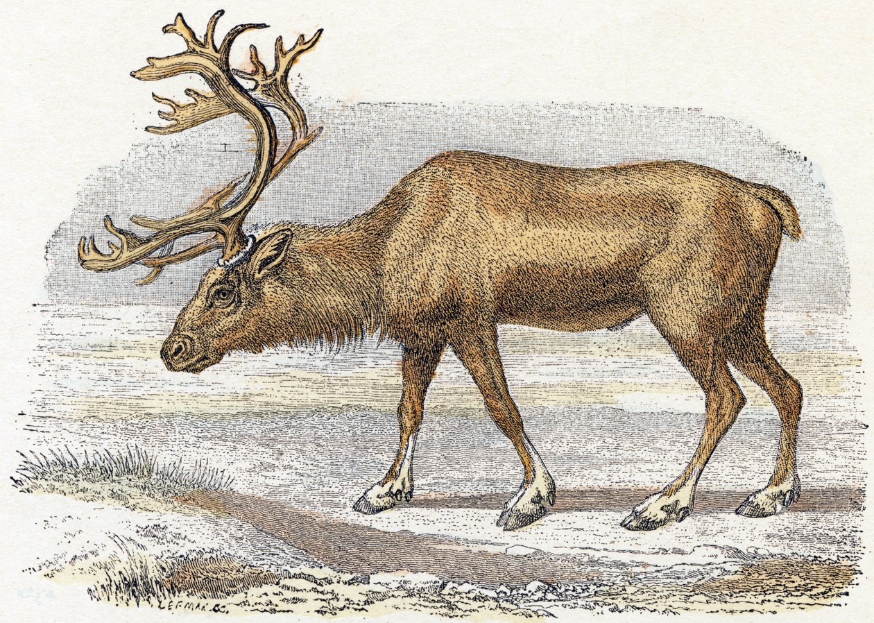 Xandarus - “Alfabeto ilustra animais” século XIX (gravura) finlandês tekijältä Edouard Travies