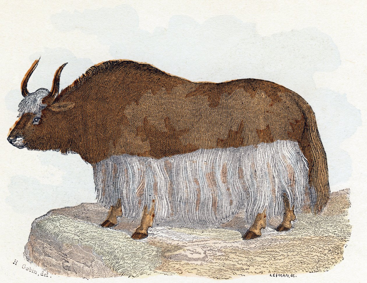 Yack (jakki) - "Aakkoset kuvaavat eläimiä" 1800-luku (kaiverrus) tekijältä Edouard Travies