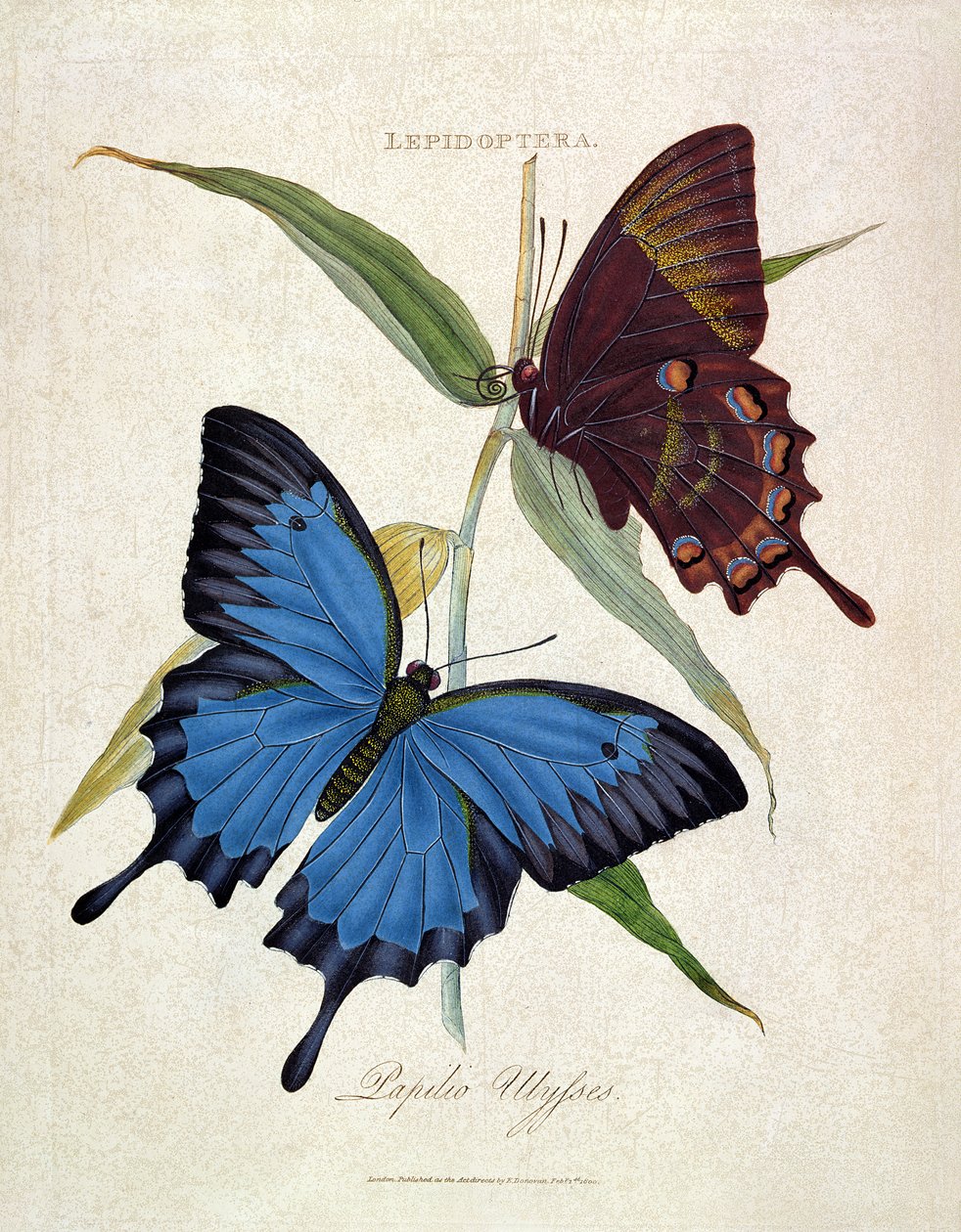 Butterfly: Papilio Ulysses, pub. taiteilija, 1800 tekijältä Edward Donovan