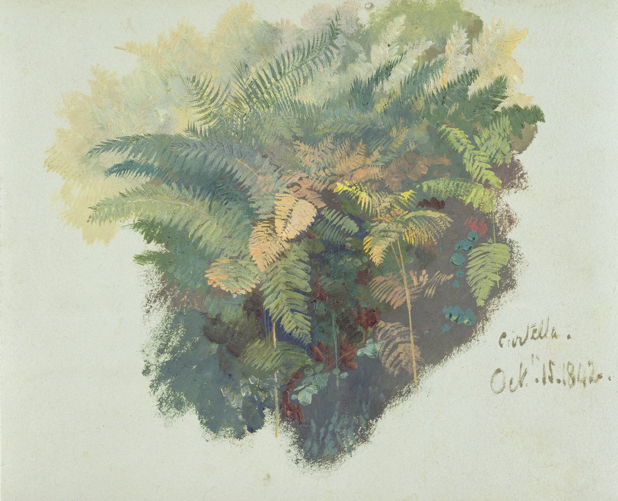 A Study of Ferns, Citivella, 1842, (öljy harmaalle kudospaperille) tekijältä Edward Lear