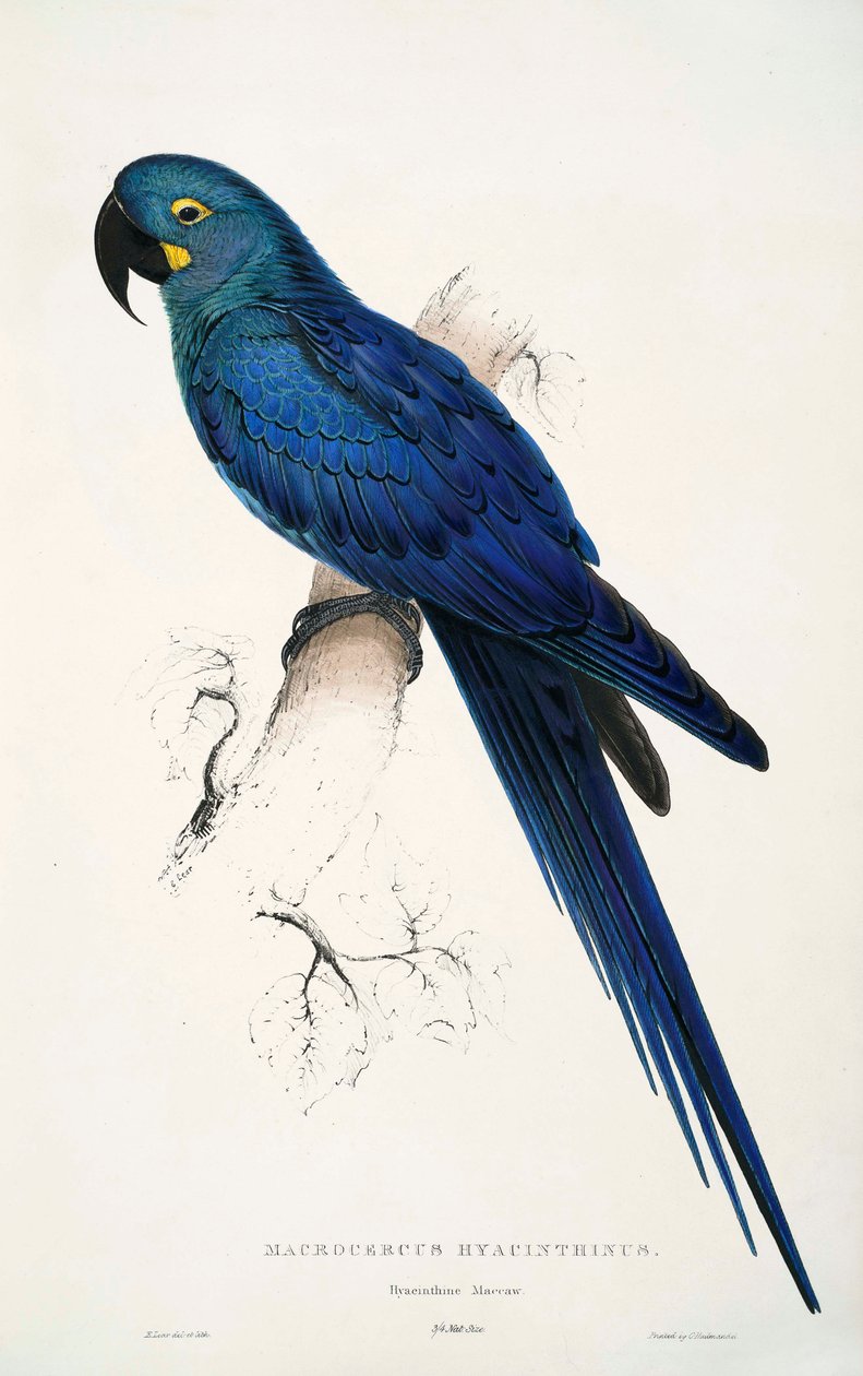 Anodorhynchus leari tekijältä Edward Lear