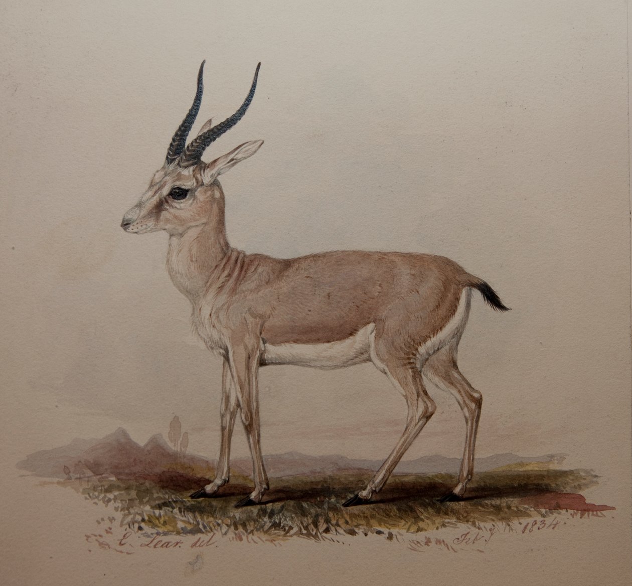 Antilooppi, 1834 tekijältä Edward Lear