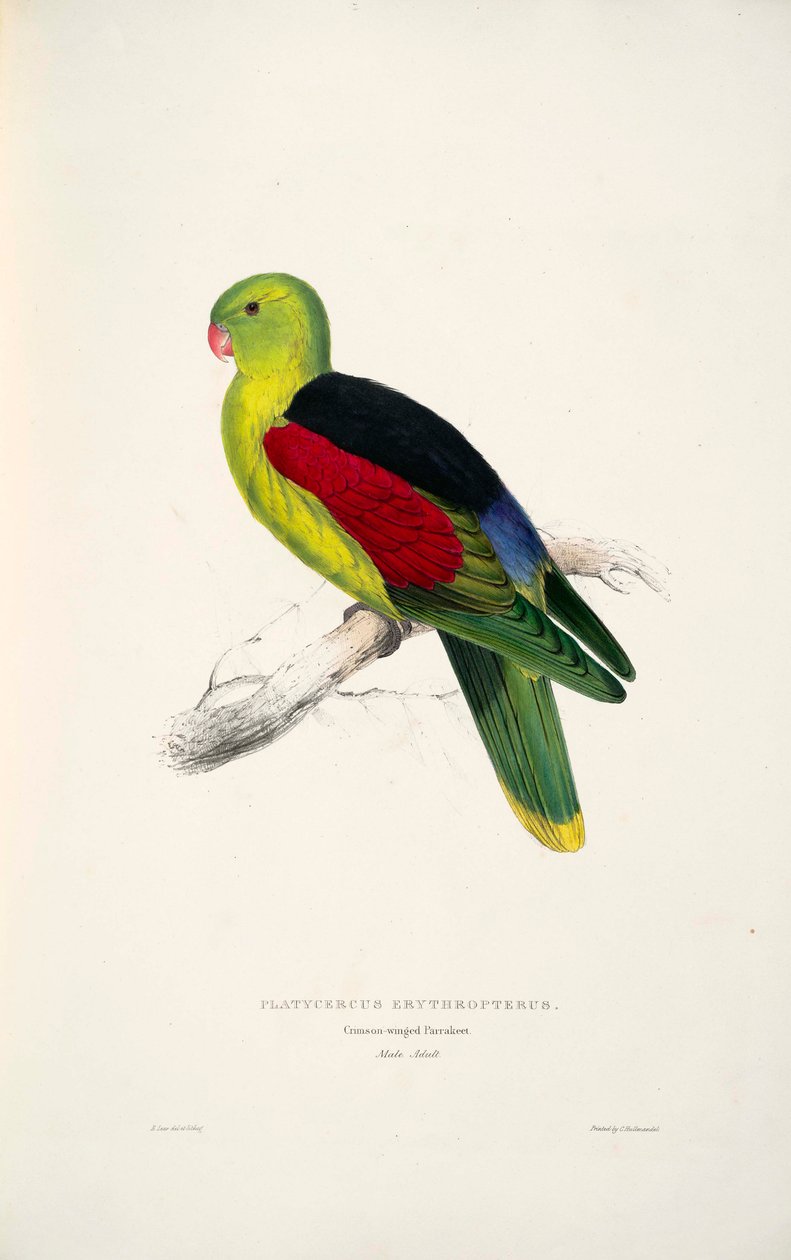 Aprosmictus erythropterus tekijältä Edward Lear