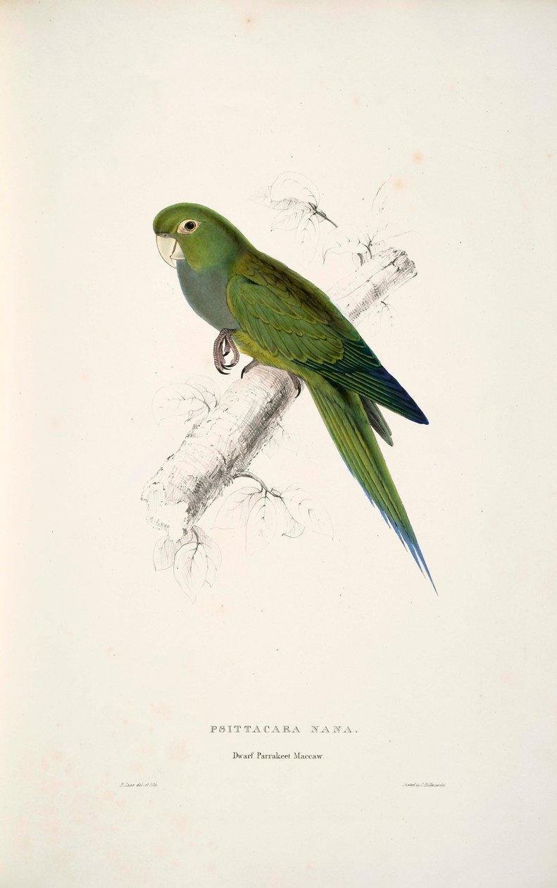 Aratinga nana tekijältä Edward Lear