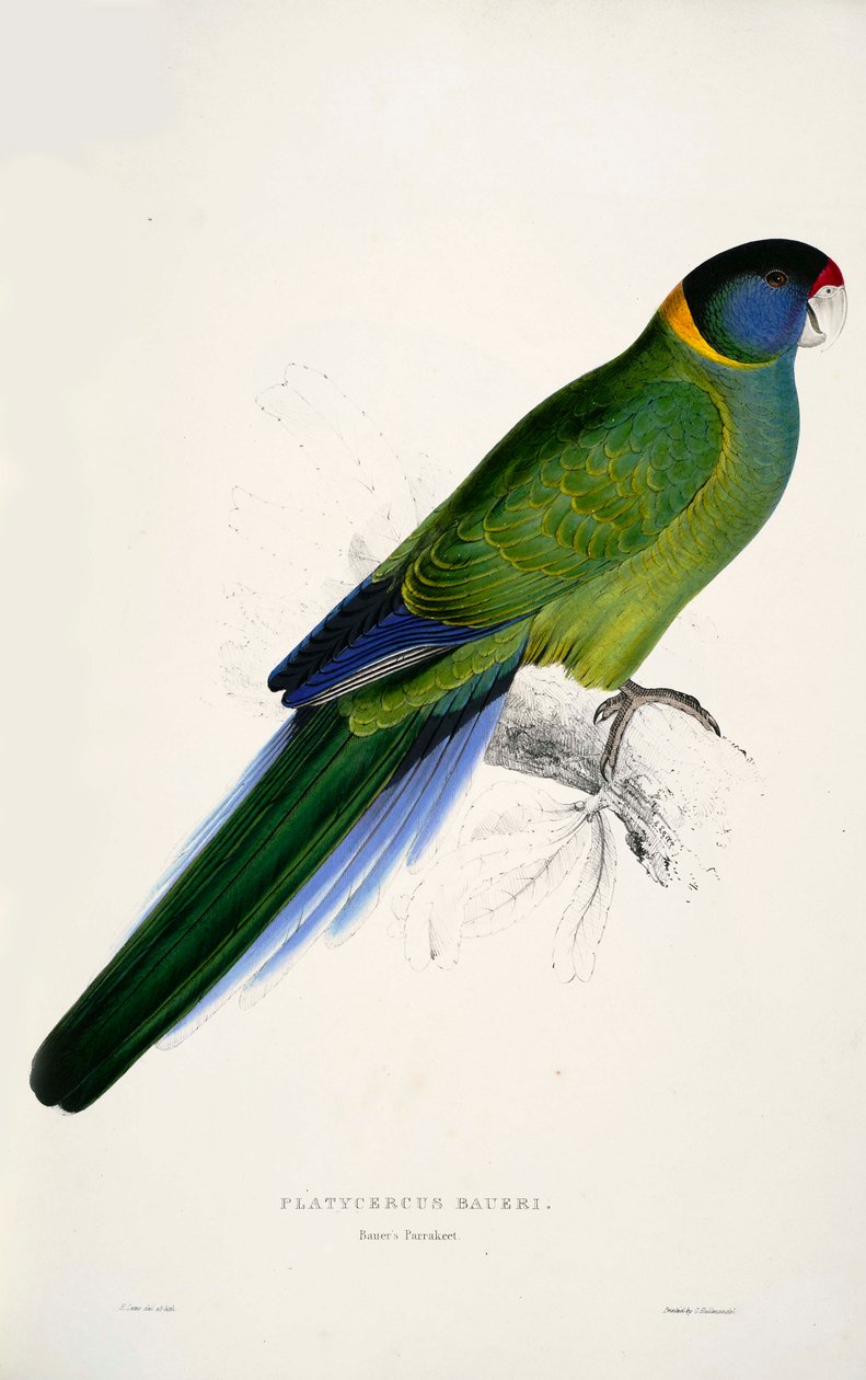 Barnardius zonarius tekijältä Edward Lear