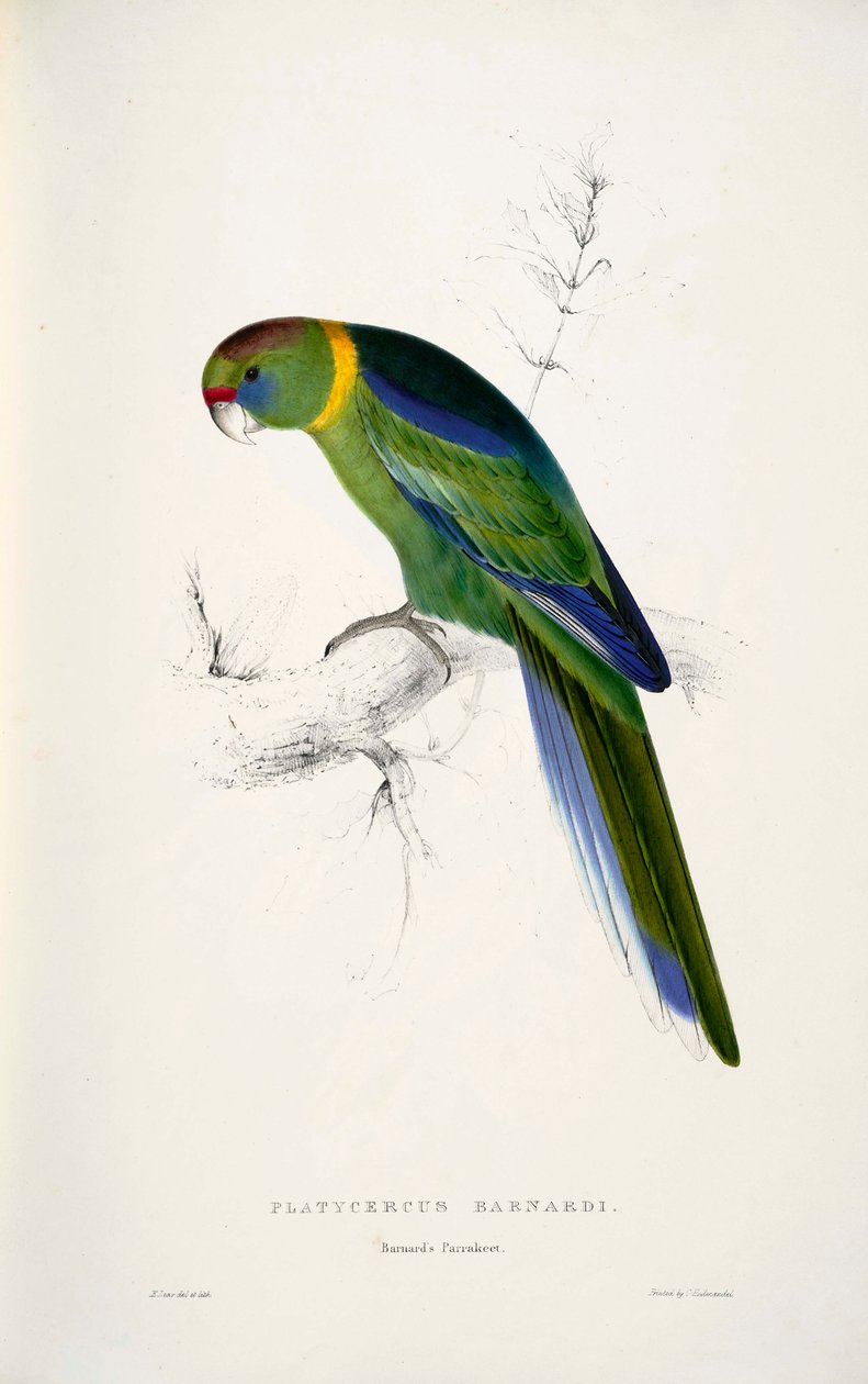 Barnardius zonarius tekijältä Edward Lear