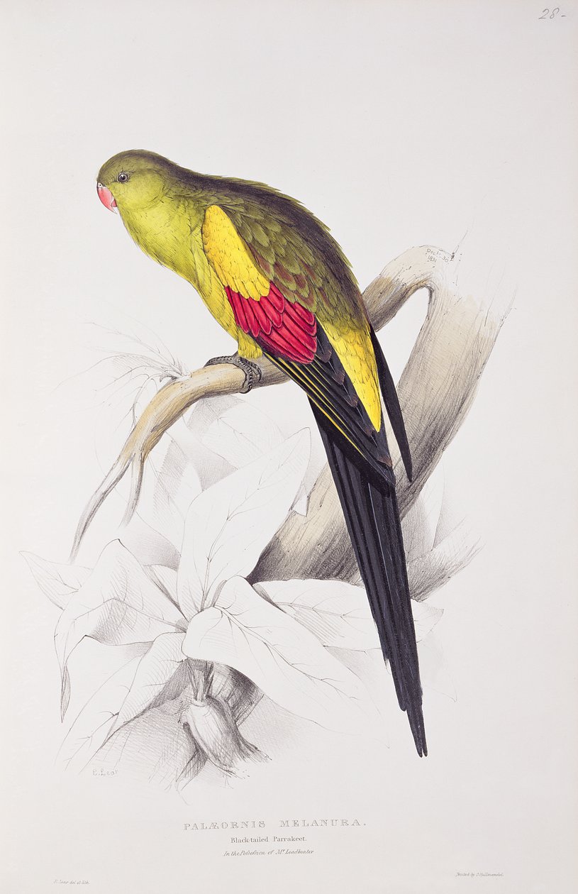 Mustapyrstöpapakka tekijältä Edward Lear