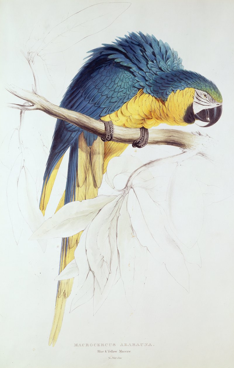 Sininen ja keltainen ara (värikaiverrus) tekijältä Edward Lear