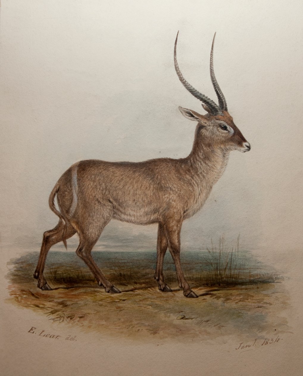 Bohor Reedbuck, 1834 tekijältä Edward Lear