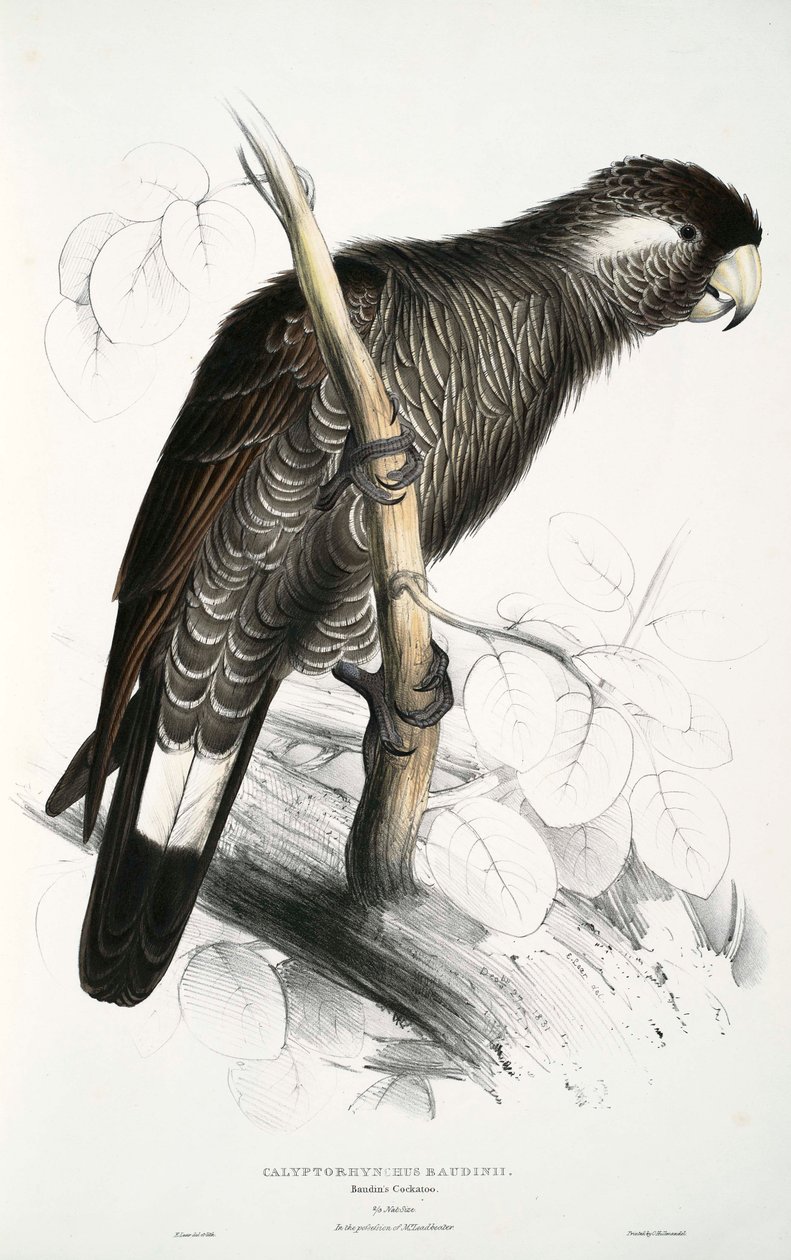 Calyptorhynchus tekijältä Edward Lear