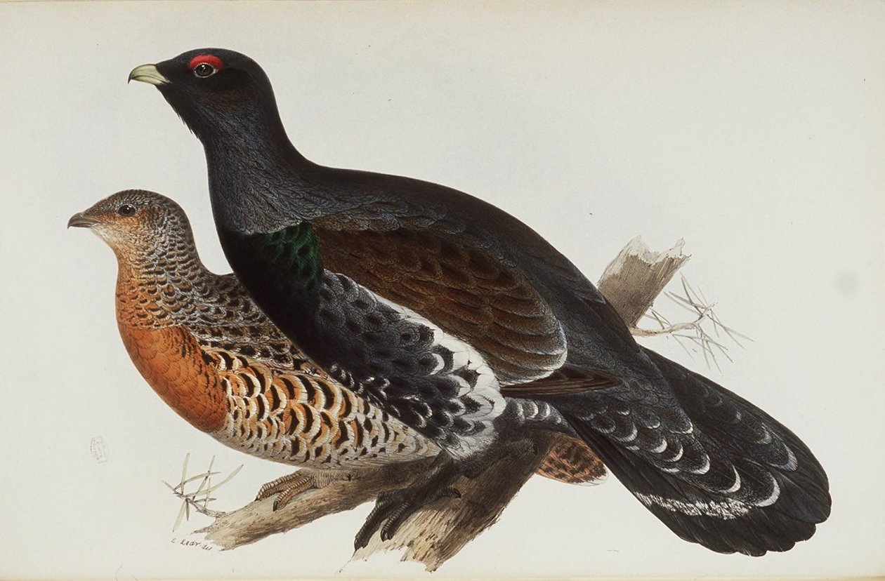 Kukko puusta tekijältä Edward Lear