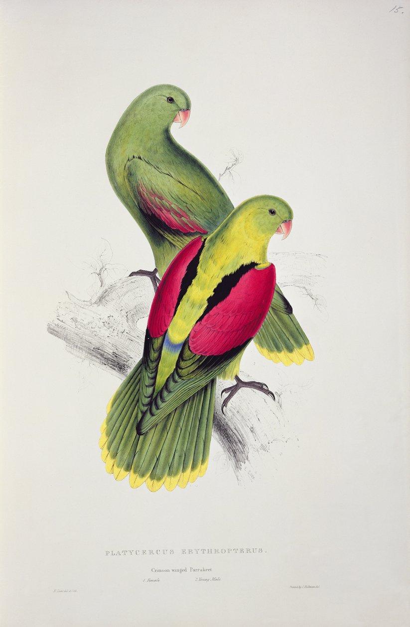 Crimson-winged papukaija tekijältä Edward Lear