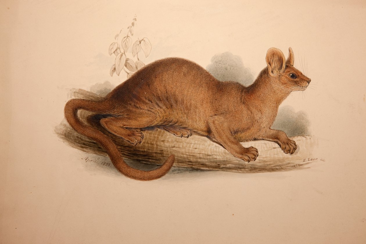 Cryptoprocta ferox, 1833 tekijältä Edward Lear