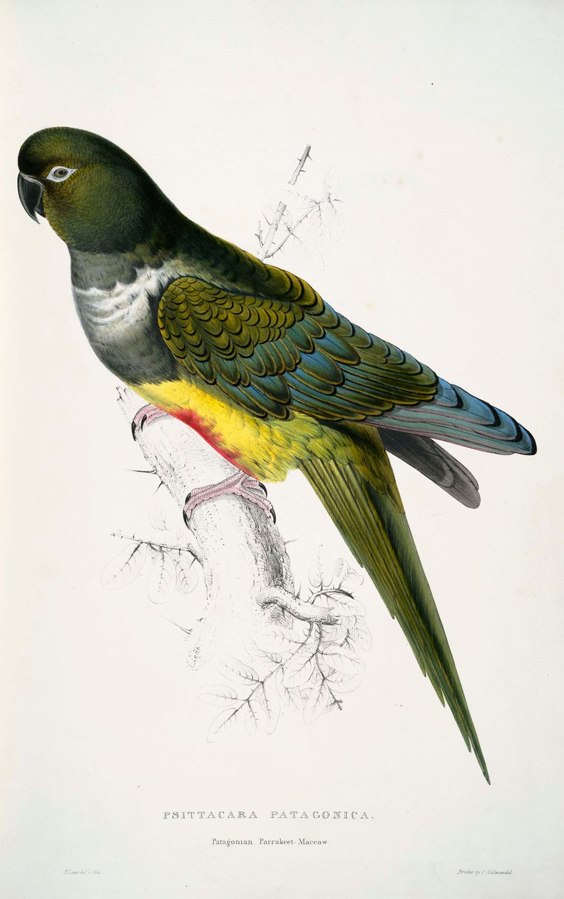 Cyanoliseus patagonus tekijältä Edward Lear