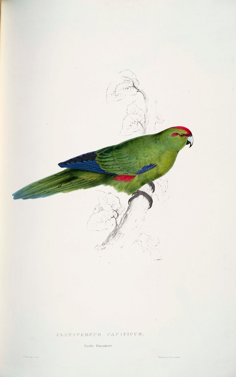 Cyanoramphus novaezelandiae tekijältä Edward Lear
