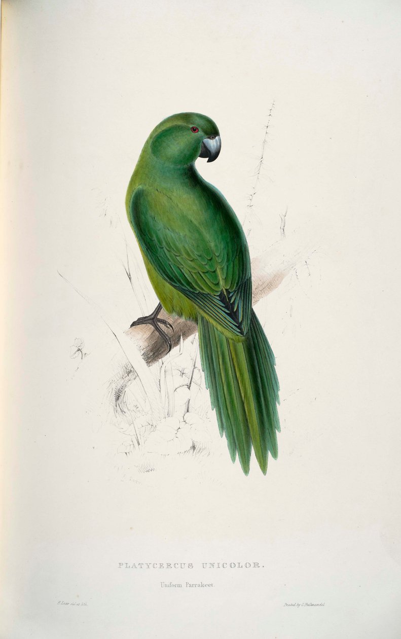 Yksivärinen Cyanoramphus tekijältä Edward Lear