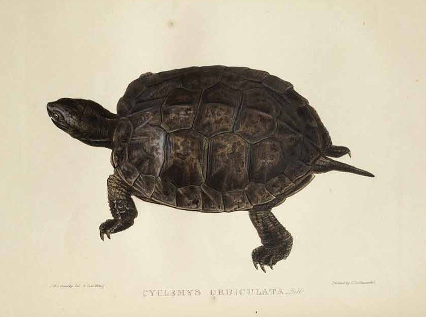 Cyclemys orbiculata tekijältä Edward Lear