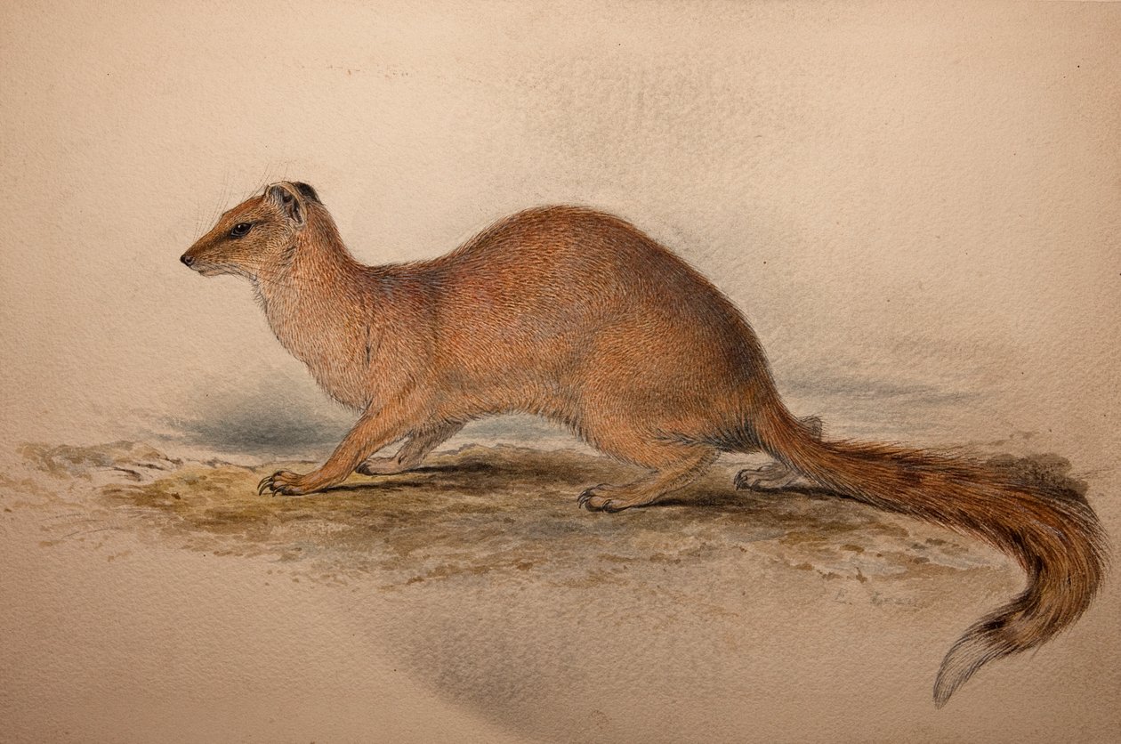 Cynictis steedmanii, n. 1835 tekijältä Edward Lear