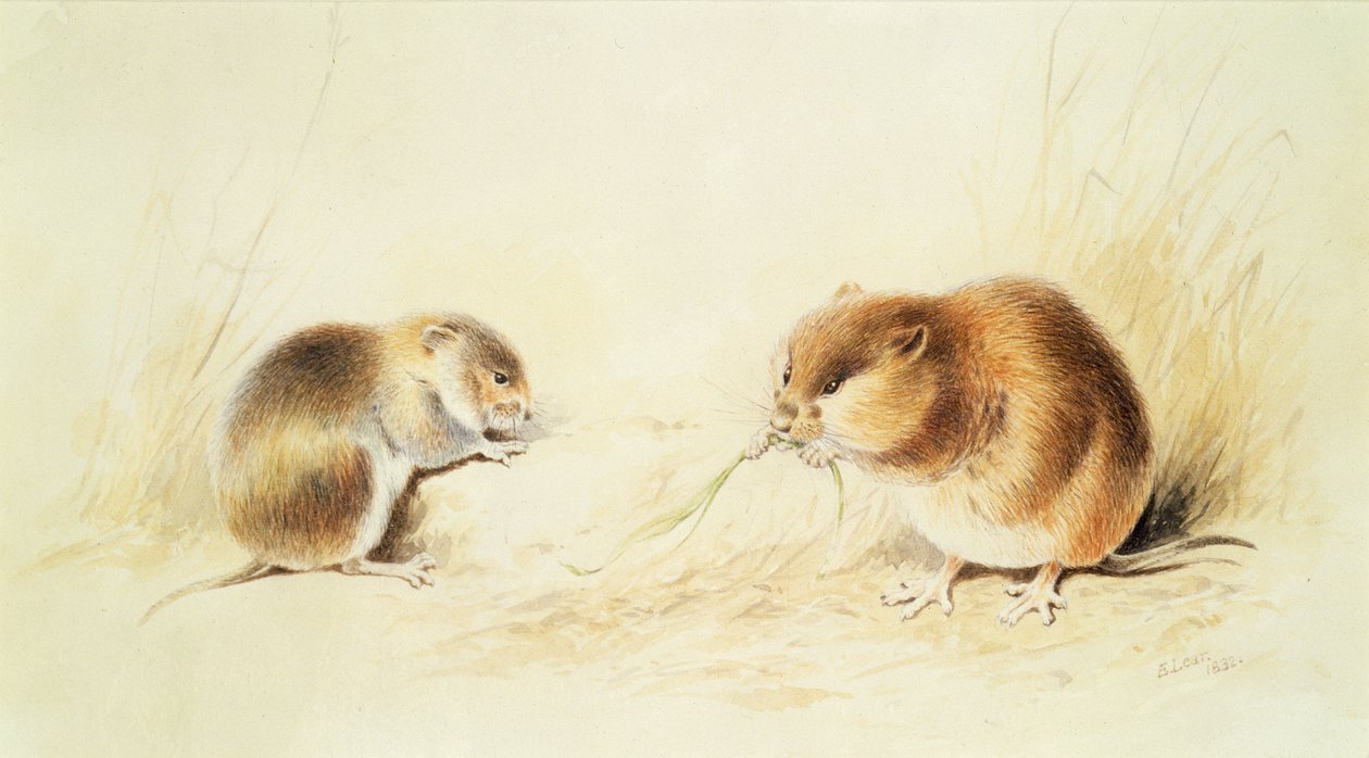 Dormice, 1800-luku tekijältä Edward Lear